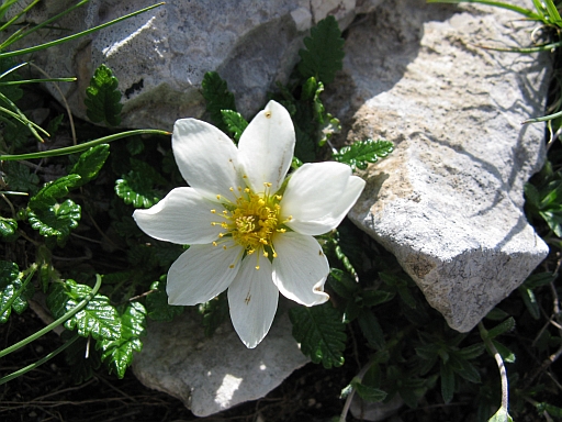 Dryas octopetala